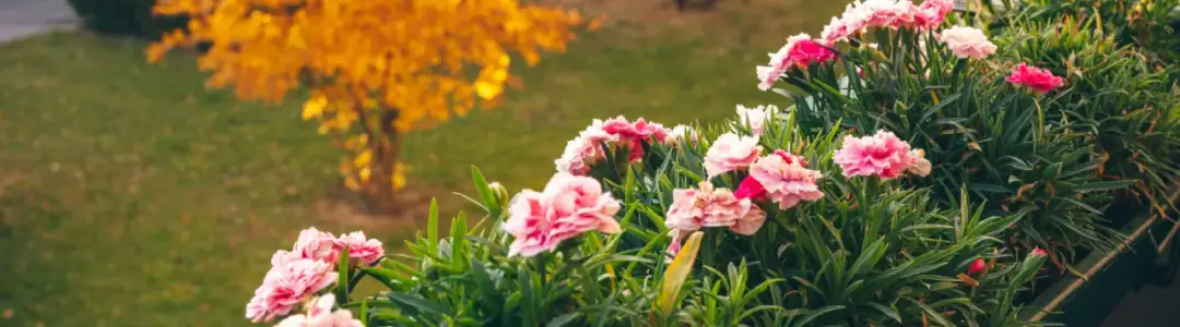 Jakie kwiaty kwitną jesienią? Odkryj piękne rośliny do ogrodu