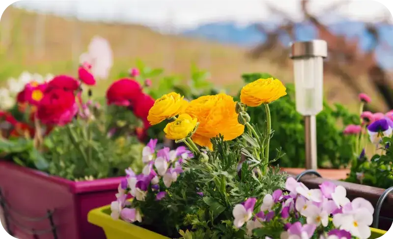 Czy jaskier zimuje? Sprawdź, jak zabezpieczyć go na zimę