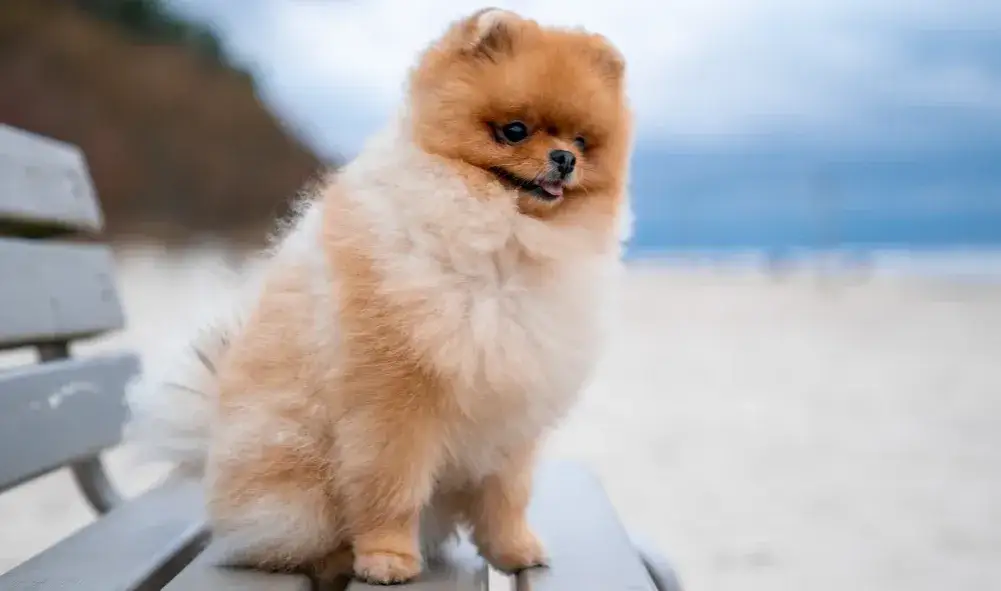 Czy szpic ma włosy czy sierść? Odkryj prawdę o jego pielęgnacji