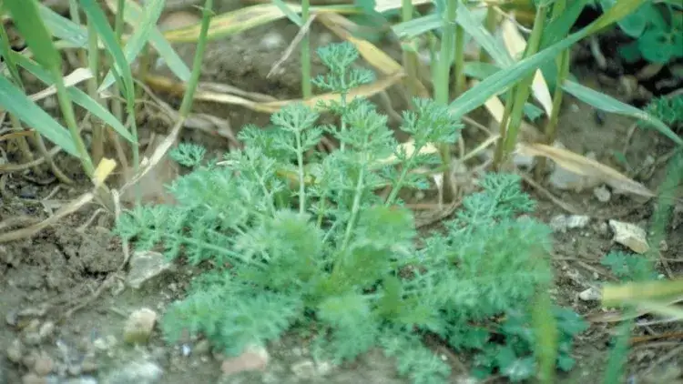 Jak skutecznie zwalczyć chwast rumian polny i chronić plony