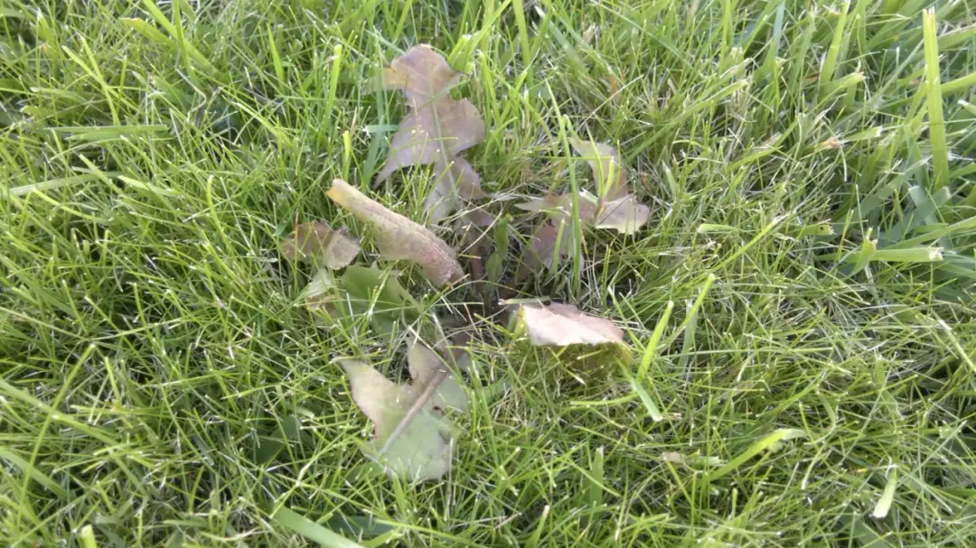 Jak skutecznie zwalczyć trawicę chwast i chronić plony przed stratami