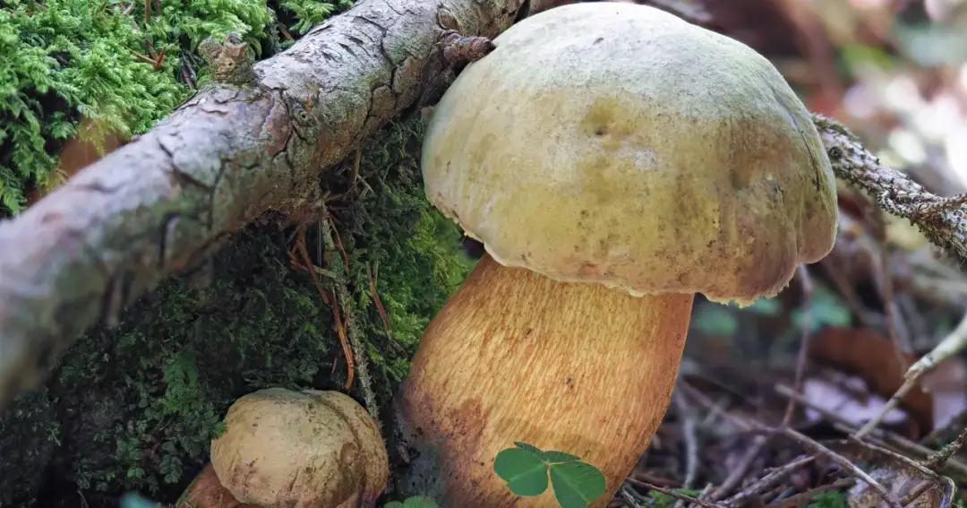 Borowik górski: jak wygląda i czy jest bezpieczny do zjedzenia?