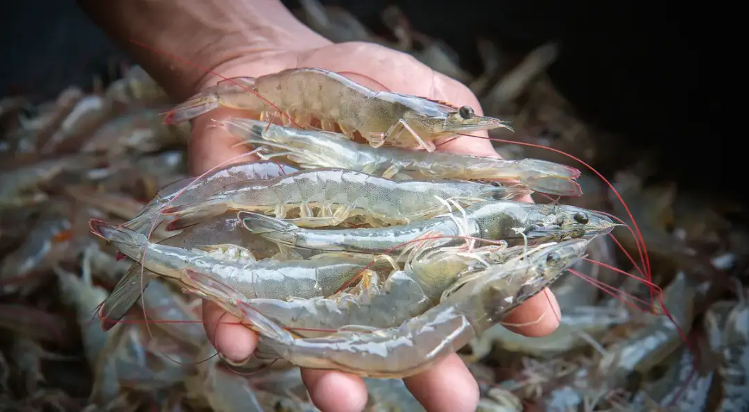 Krewetki w Bałtyku? Tak! Odkryj ich świat i kluczową rolę.