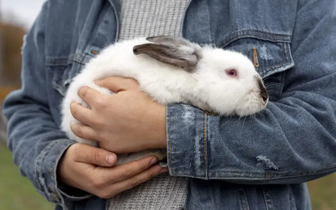 Kokcydioza u królików: Jak leczyć i ratować życie? Poradnik