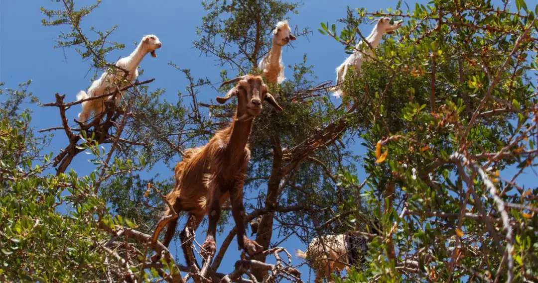 Uwierzysz? Kozy na drzewach to rzeczywistość, nie fotomontaż