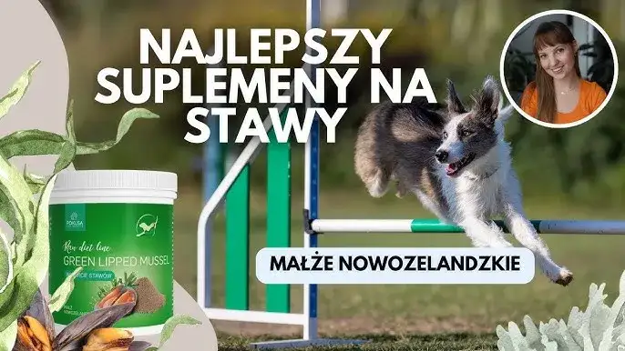 Co na stawy dla psa – skuteczne suplementy i porady dla zdrowia stawów