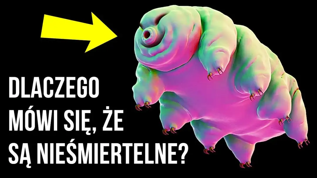 Głupie ciekawostki, które zaskoczą i rozbawią każdego znajomego