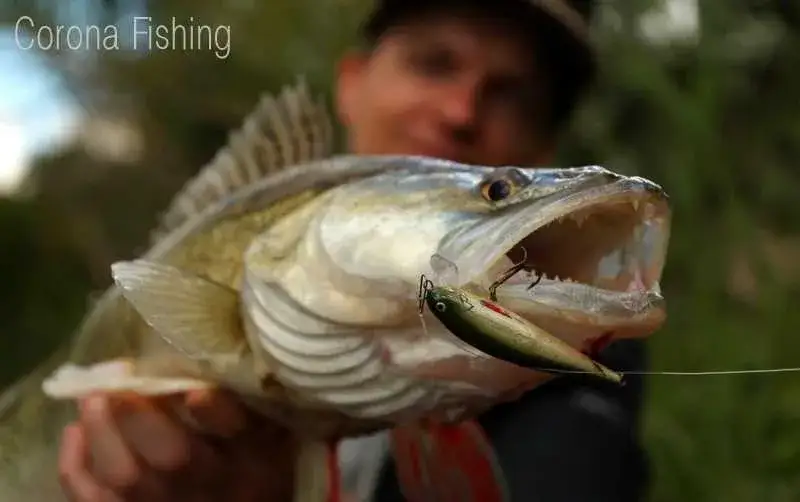 Kolor plecionki na szczupaka: Co widzi ryba, a co wędkarz?