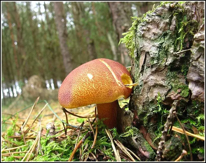 Grzyb rycerzyk czerwonozłoty - jadalność, cechy, łącznie z opisem