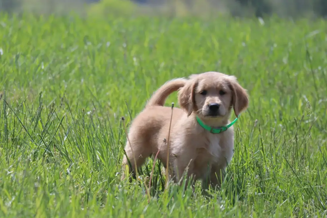 Kiedy można oddać szczeniaki, aby uniknąć problemów behawioralnych?