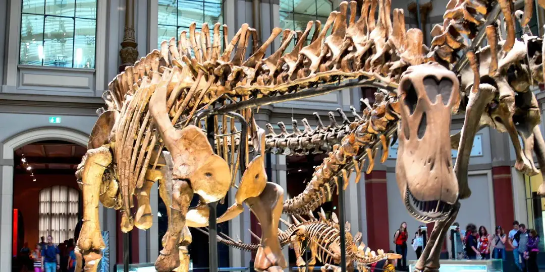 Muzeum sztuki naturalnej w Berlinie - co warto zobaczyć i zwiedzić