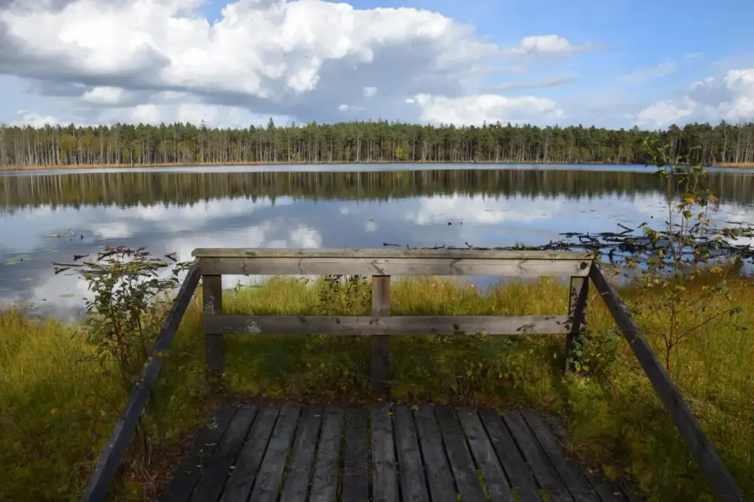 Rezerwat Przyrody Kurze Grzędy: unikatowy ekosystem na Kaszubach