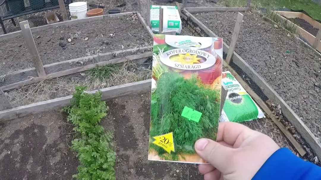 Jak siać koper do gruntu: 6 kluczowych wskazówek dla ogrodników