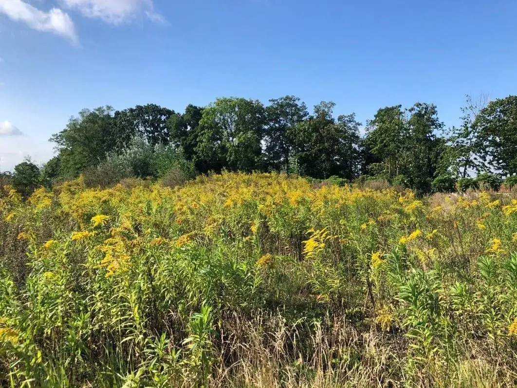 Jak rozpoznać żółty chwast i unikać jego szkodliwych skutków
