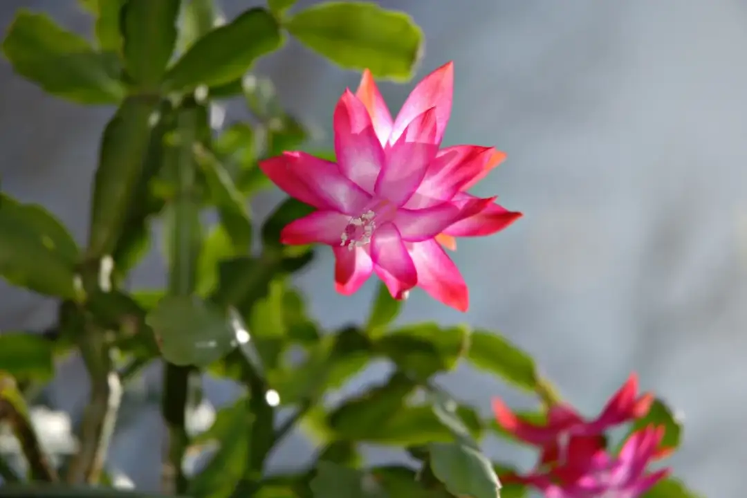 Jak dbać o grudnika - uniknij najczęstszych błędów w pielęgnacji