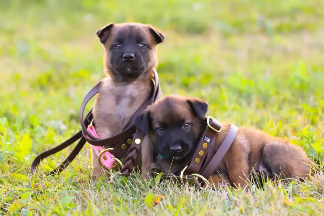 Jaka smycz dla szczeniaka? Rady behawiorysty na bezpieczny start