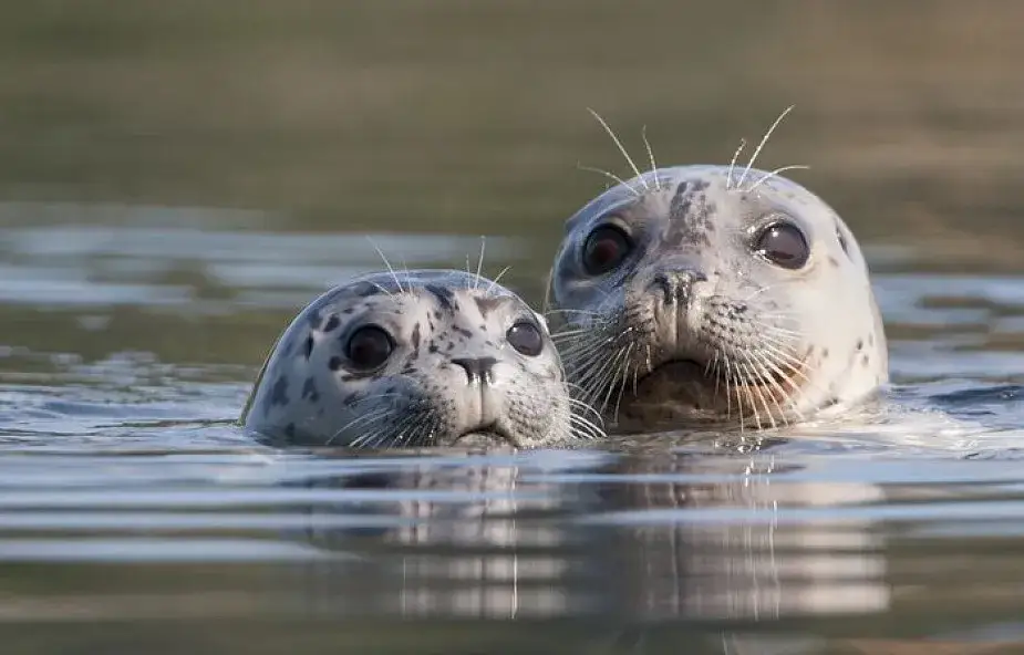 Czy w Bałtyku są foki? Poznaj gatunki i ich ochronę