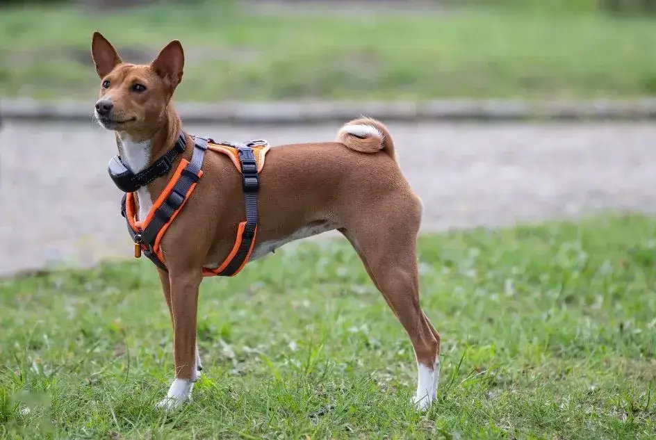 Jak założyć psu szelki? Krok po kroku do komfortu i bezpieczeństwa