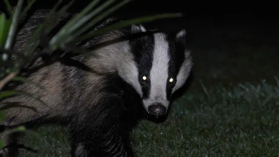 Zwierzęta nocy: fascynujące cechy i przystosowania do ciemności