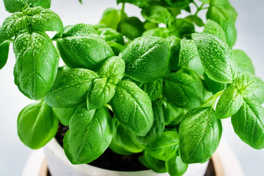Co ile podlewać bazylię, aby uniknąć przesuszenia i zniszczenia rośliny