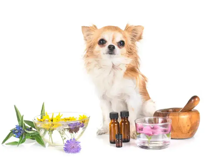 Pies ma zaparcia? Olej parafinowy: dawkowanie, działanie i bezpieczeństwo