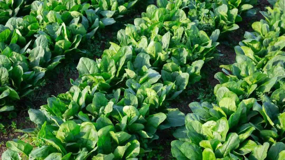 Jak uprawiać szpinak: unikaj najczęstszych błędów w ogrodzie