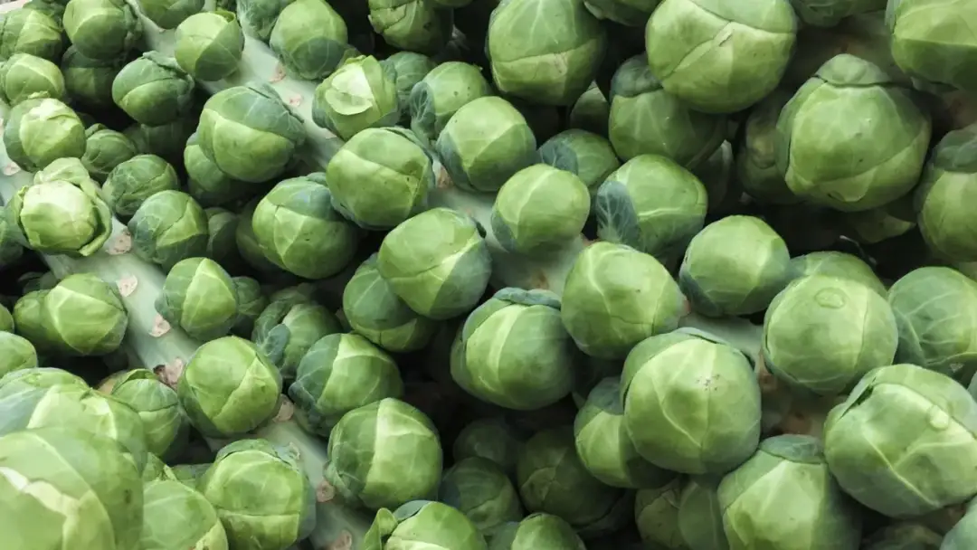 Jak uprawiać brukselkę - proste kroki do zdrowych plonów