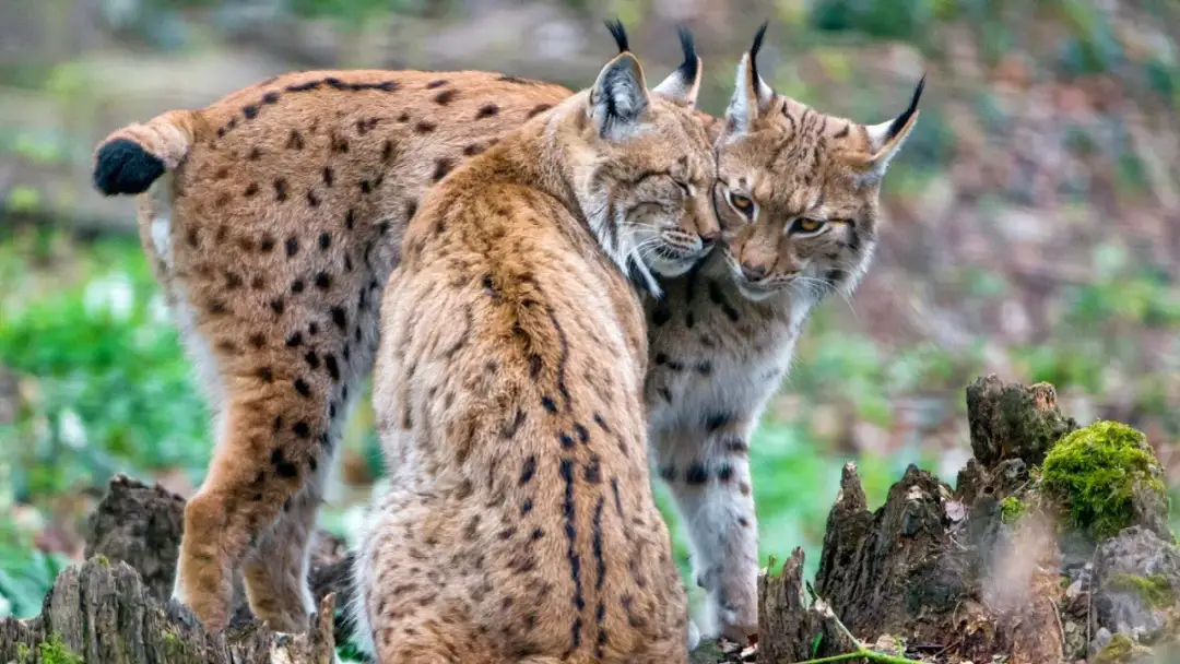 Zwierzęta zagrożone wyginięciem w Polsce – kto jeszcze przetrwa?