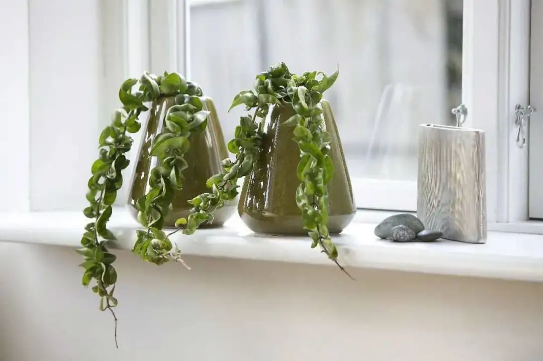 Jakie kwiaty na kwietnik w domu - wybierz rośliny łatwe w pielęgnacji