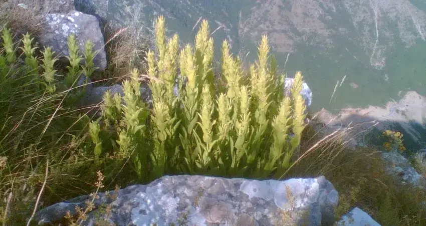 Jak zrobić grecką herbatę górską: proste metody i smaczne przepisy