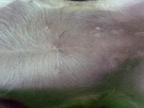 Powikłania po sterylizacji suki: objawy, leczenie upławów i porady