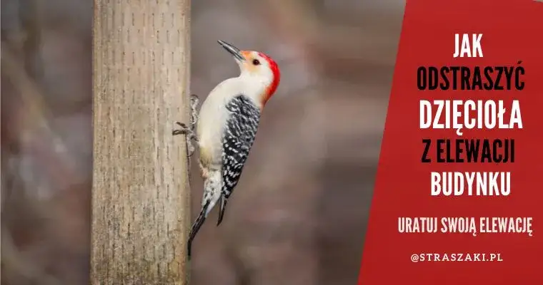 Skuteczne sposoby jak pozbyć się dzięcioła z elewacji i ochronić dom