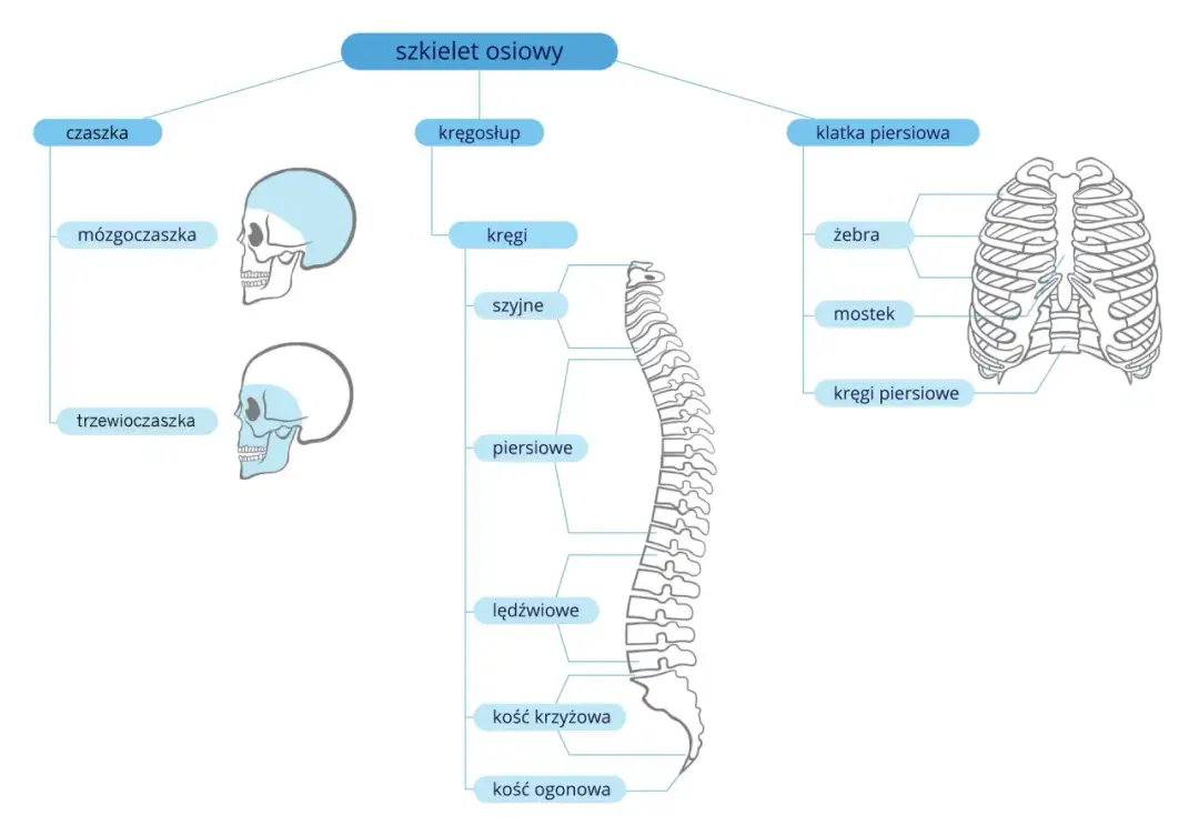 Ile kości ma człowiek? Anatomia szkieletu - pełny przewodnik