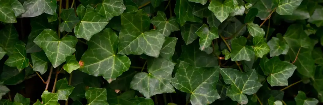 Gęsty bluszcz pokrywa ścianę. Dowiedz się, jak usunąć bluszcz ze ściany, aby odzyskać jej pierwotny wygląd.