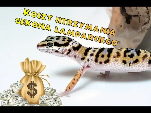 Ile kosztują gekony? Ceny różnych gatunków i ukryte wydatki