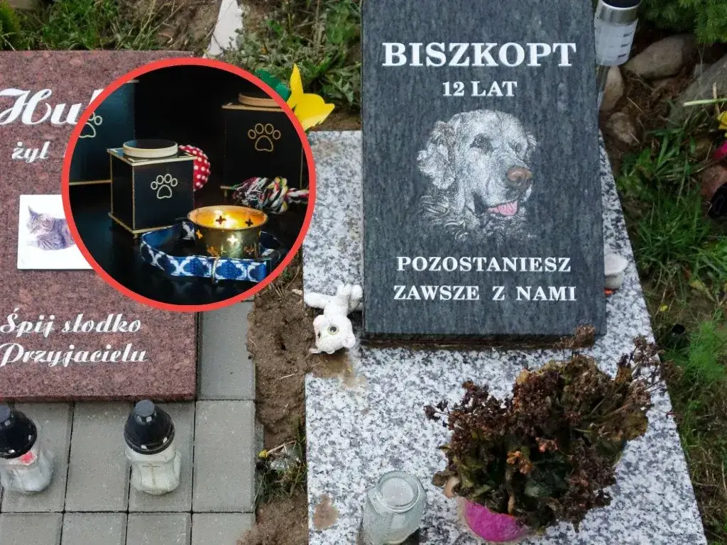 Ile kosztuje kremacja psa? Poznaj ceny i ukryte opłaty