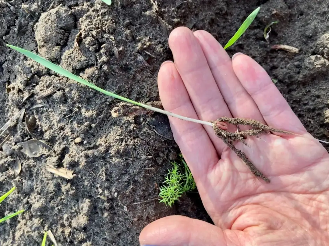 Najlepszy nawóz pod pszenżyto ozime jesienią - uniknij błędów w nawożeniu