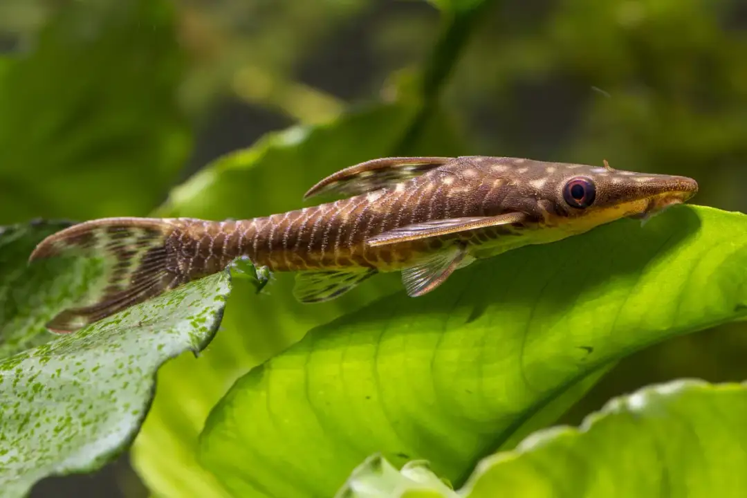 Sumy akwariowe: rodzaje i gatunki