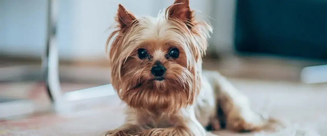 Czy york ma sierść? Odkryj prawdę o włosach yorkshire terriera Czy york ma sierść? Odkryj prawdę o włosach yorkshire terriera