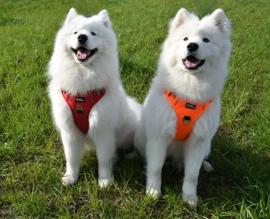 Jak założyć psu szelki? Poradnik krok po kroku dla komfortu pupila