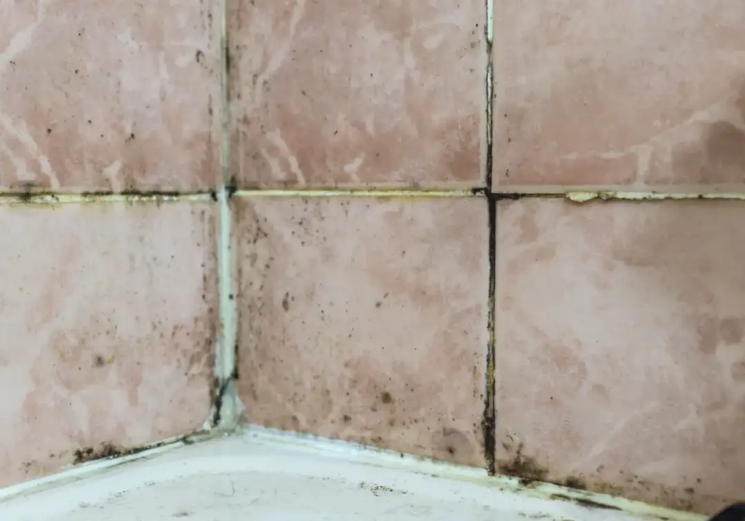 Czarna pleśń z silikonu pod prysznicem: usuń ją raz na zawsze!