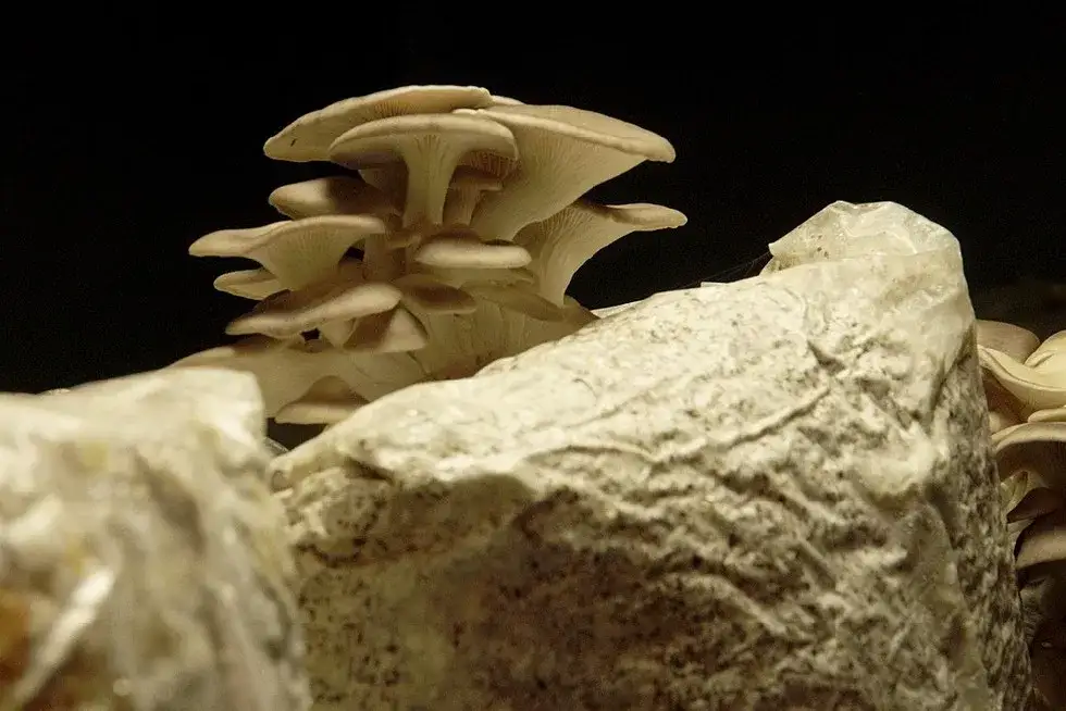 Najlepsze filmy o grzybach: dokumenty, fabuły i poradniki dla miłośników grzybobrania