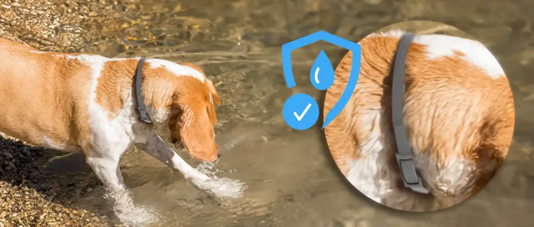 Obroża na pchły dla szczeniaka od kiedy - bezpieczne stosowanie i wiek