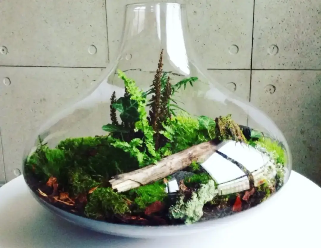 Magiczny ogród w szkle: Prosty sposób na zielone mini-królestwo w domu