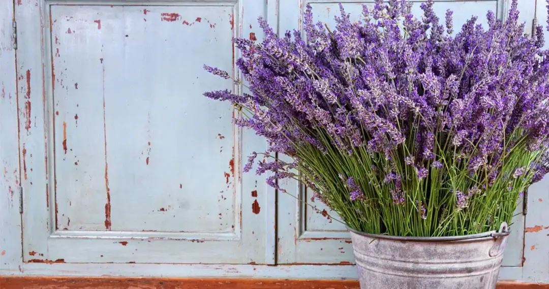 Z czym łączyć lawendę w doniczce, by stworzyć piękną kompozycję?