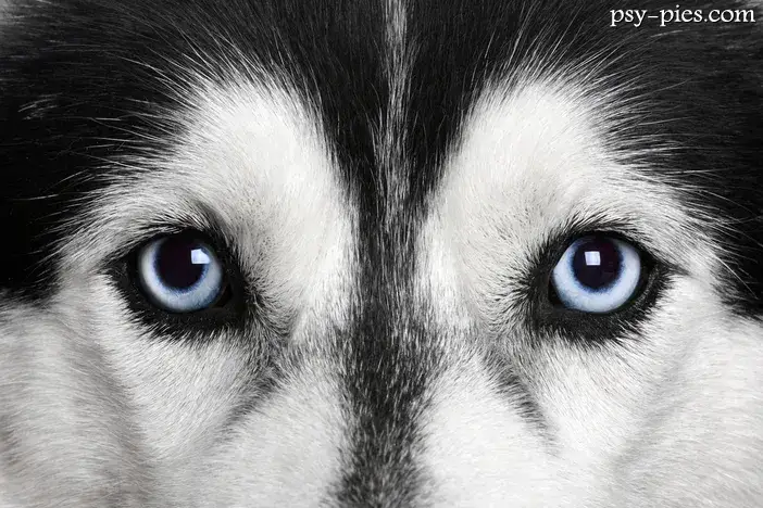 Jak wygląda Siberian Husky? Poznaj wzorzec rasy i kolory oczu!