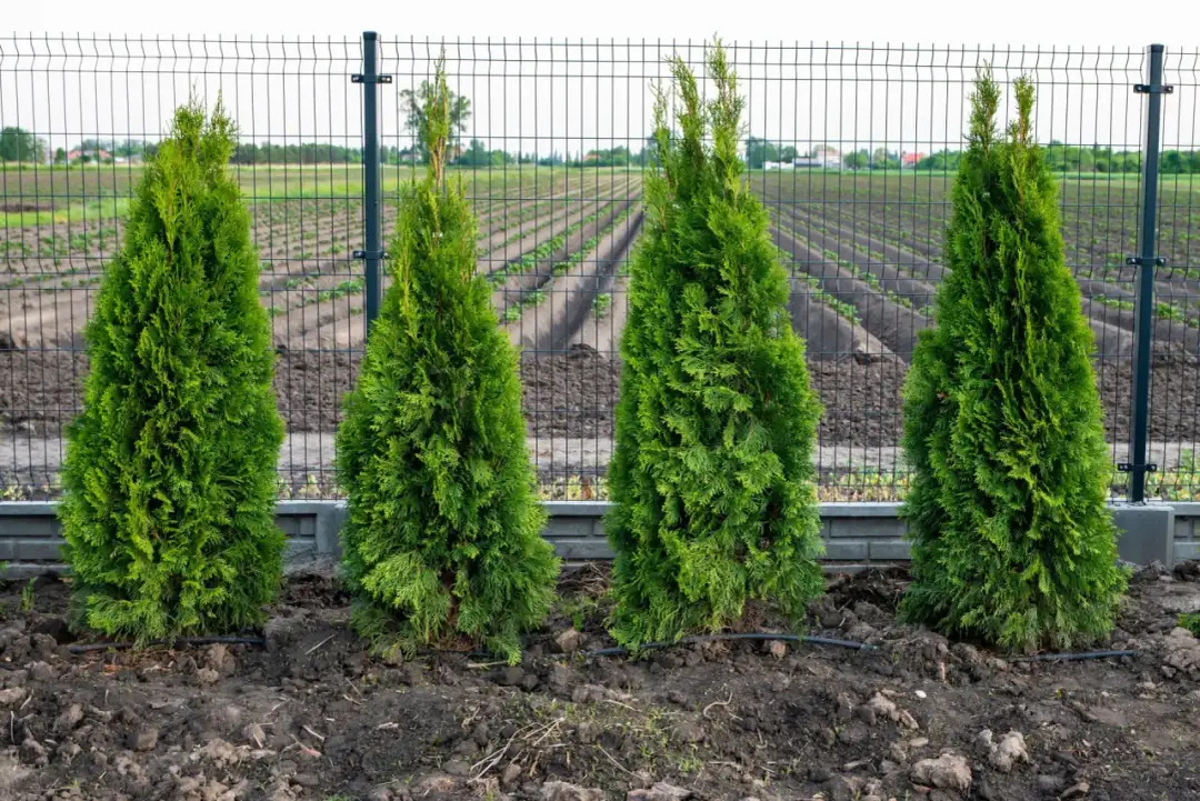 Cztery młode tuje szmaragdowe rosnące w rzędzie przy siatkowym ogrodzeniu.