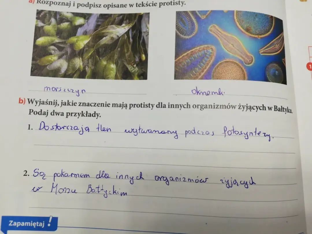 Jakie znaczenie mają protisty dla organizmów w Bałtyku i ich ekosystemu
