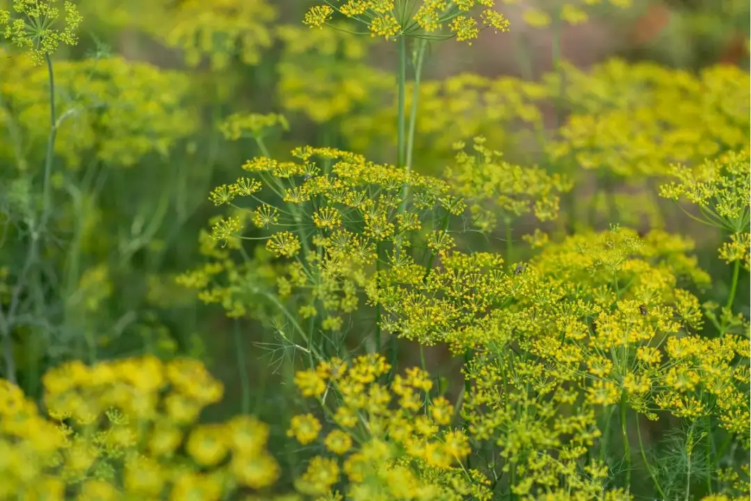 Jak siać koper ogrodowy, aby uniknąć najczęstszych błędów w uprawie