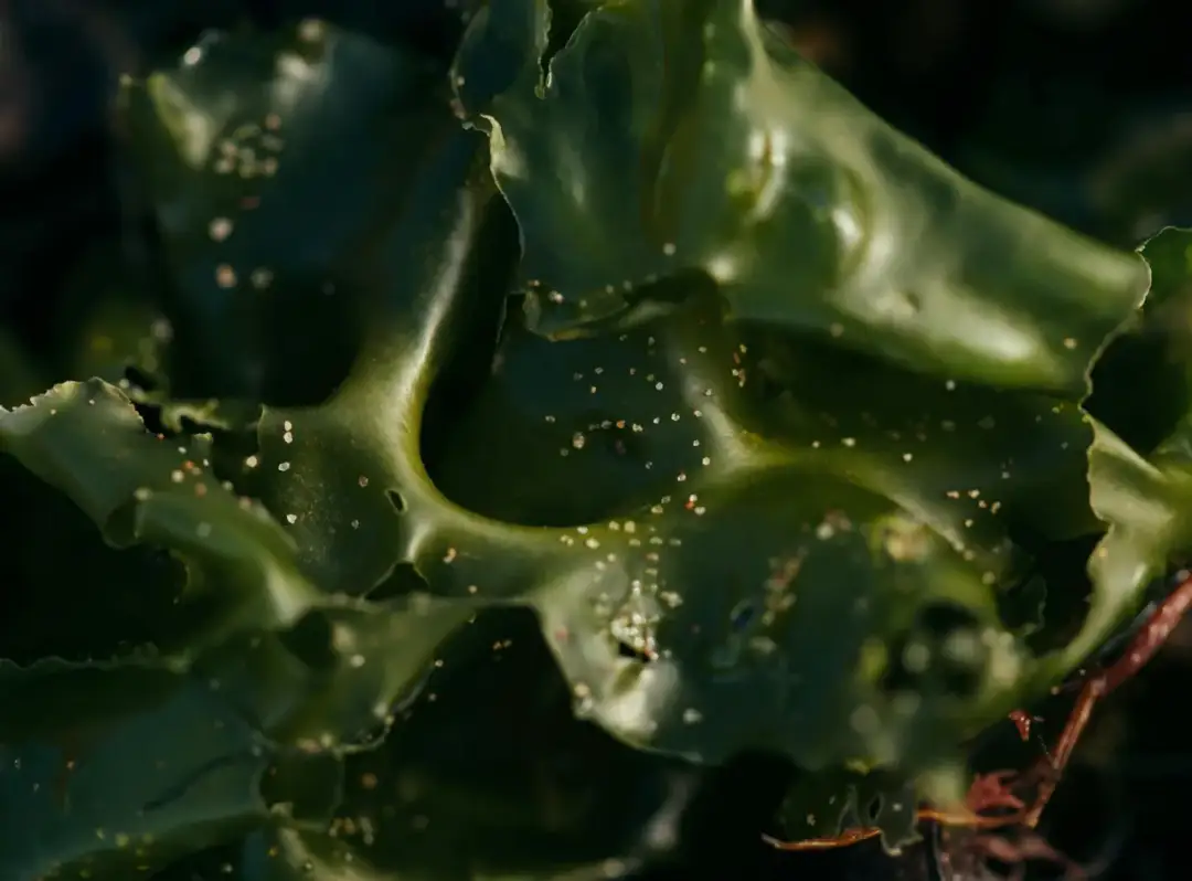 Dlaczego warto spożywać algi?